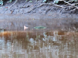 Bad pic of Snapping Turtles mating IMG 3181